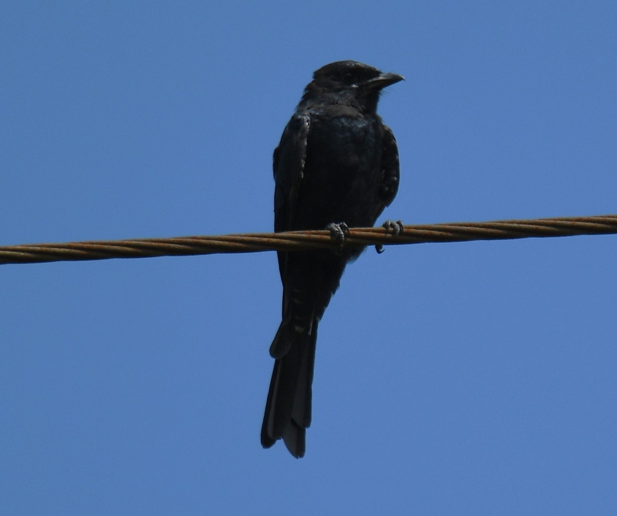svartdrongo - ML643221244