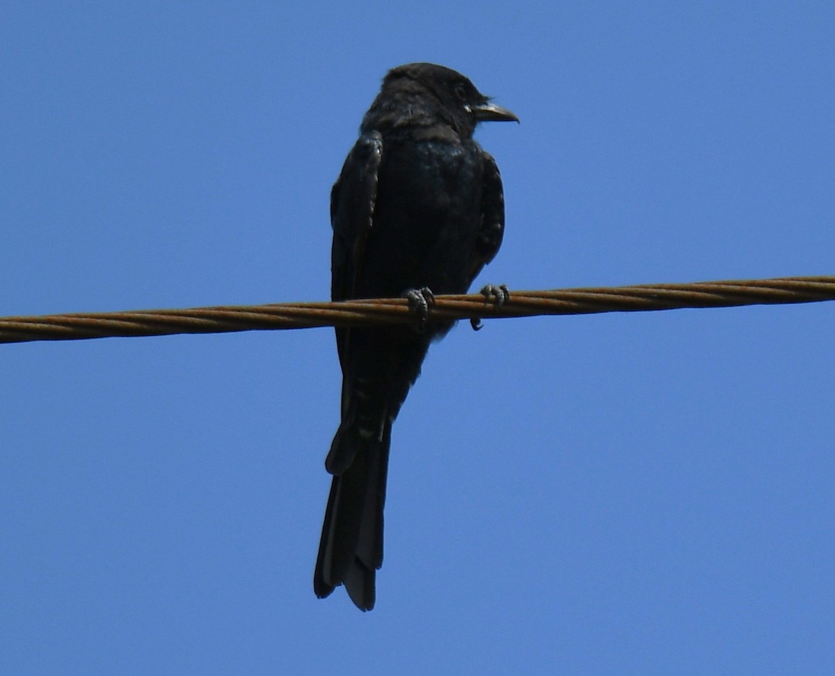 svartdrongo - ML643221246