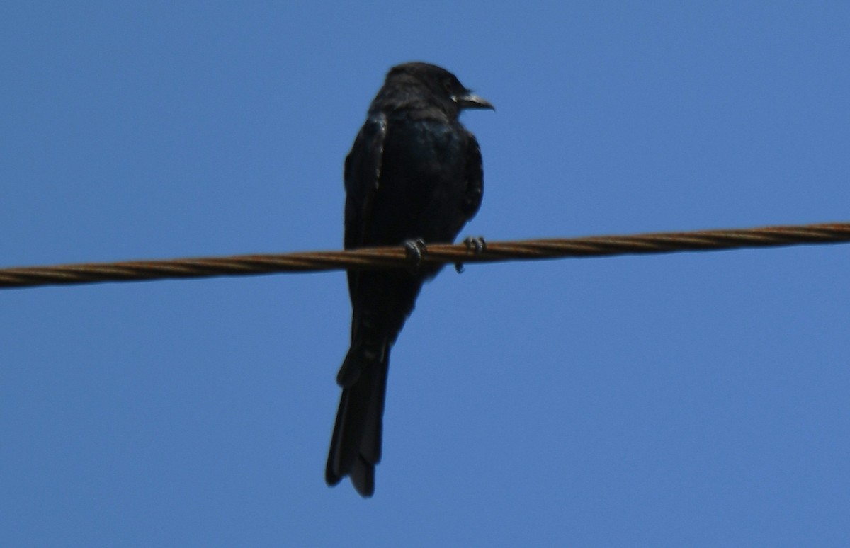 svartdrongo - ML643221248