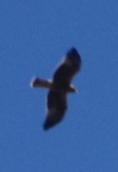 dvergørn - ML643221263