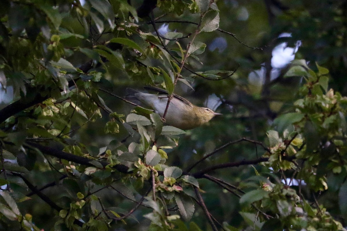 rødøyevireo - ML643221265