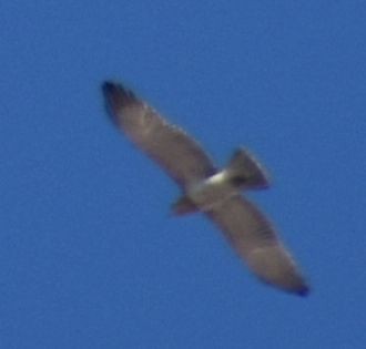 Змієїд блакитноногий - ML643221277