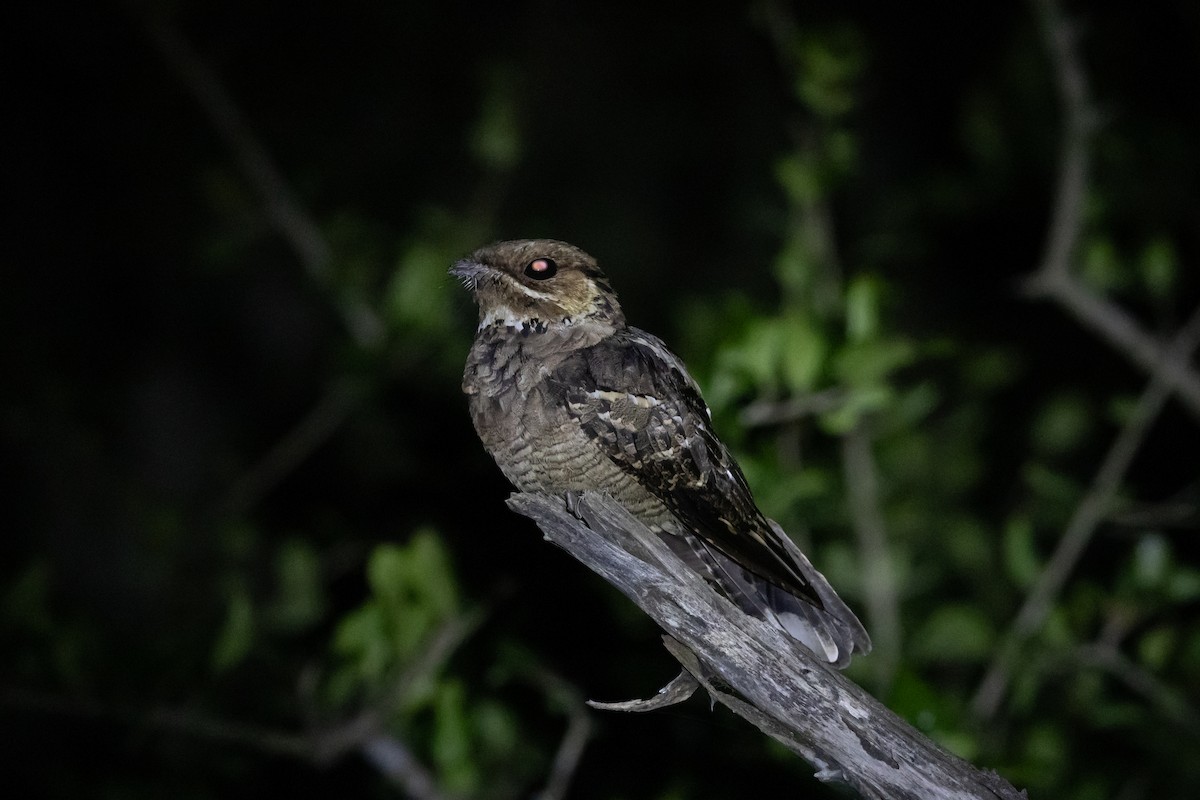 Jerdon's Nightjar - ML643221291