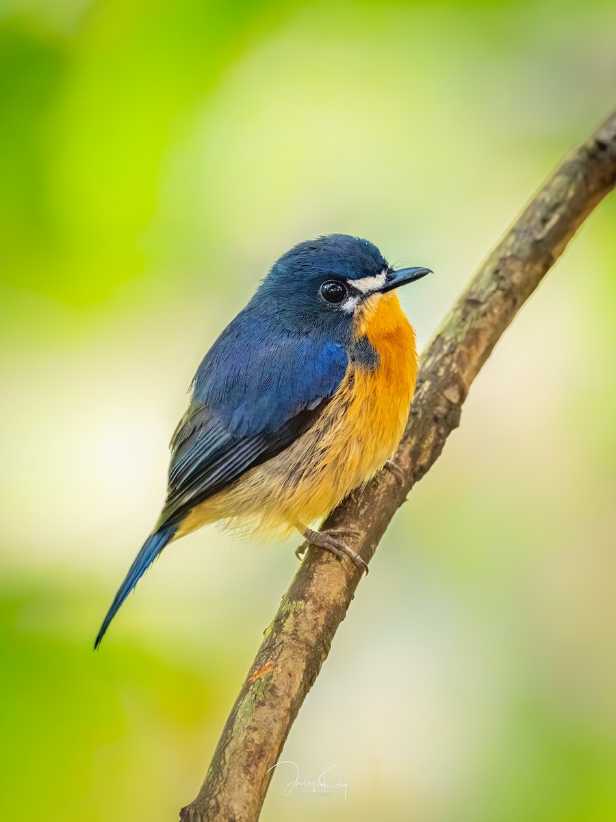 Mangrove Blue Flycatcher - ML643221366