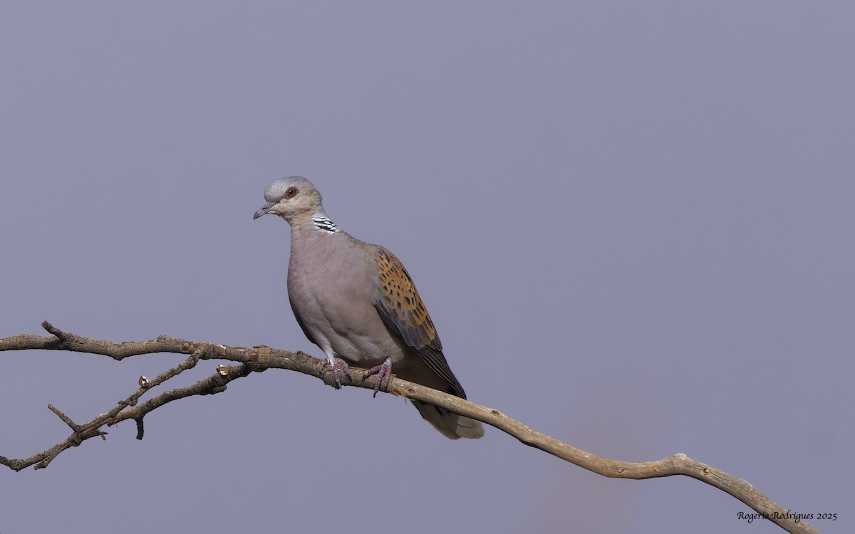 Tortora selvatica - ML643221381
