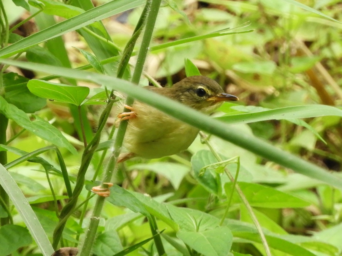 Yellow-bellied Prinia - ML643221383