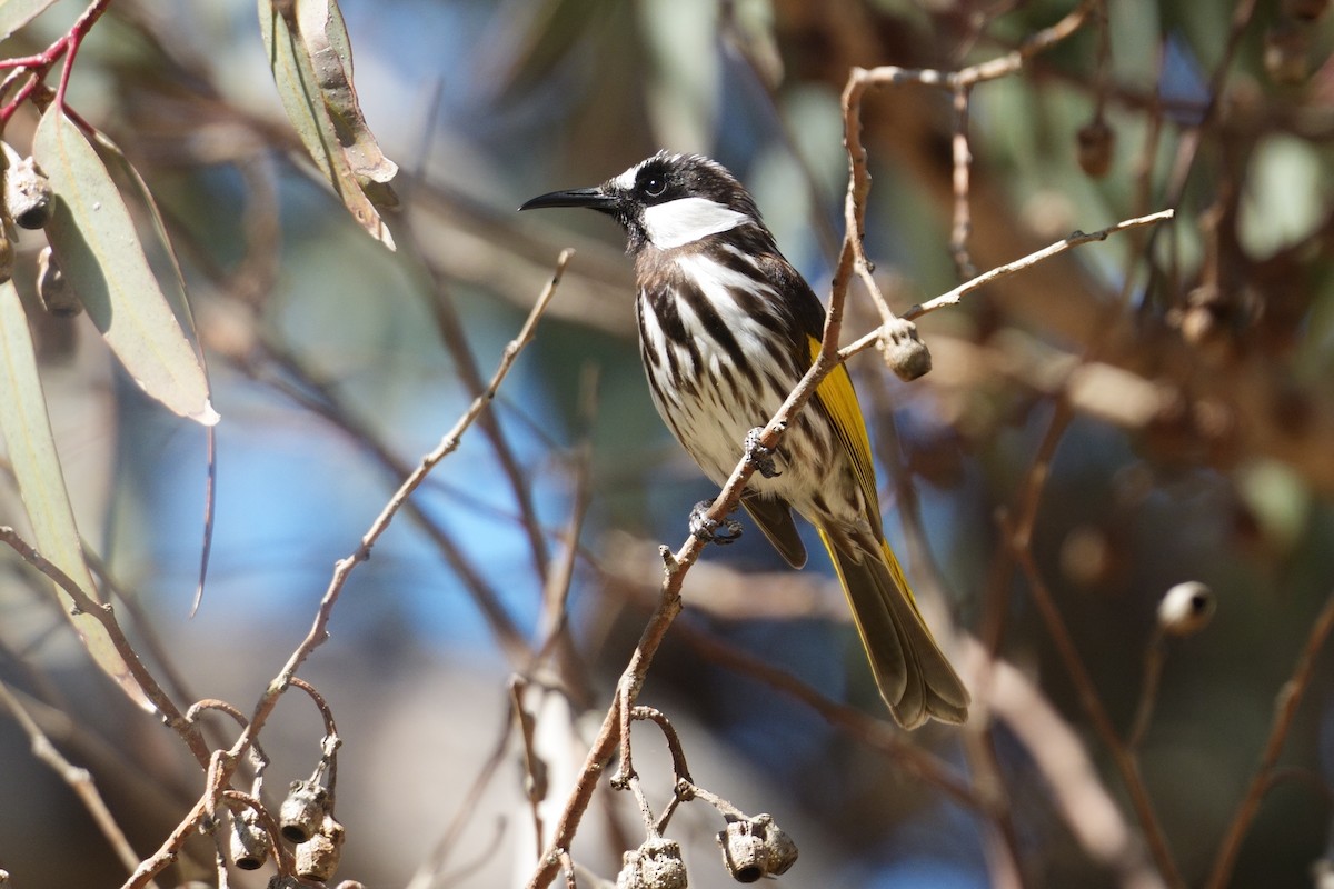 White-cheeked Honeyeater - ML643221384