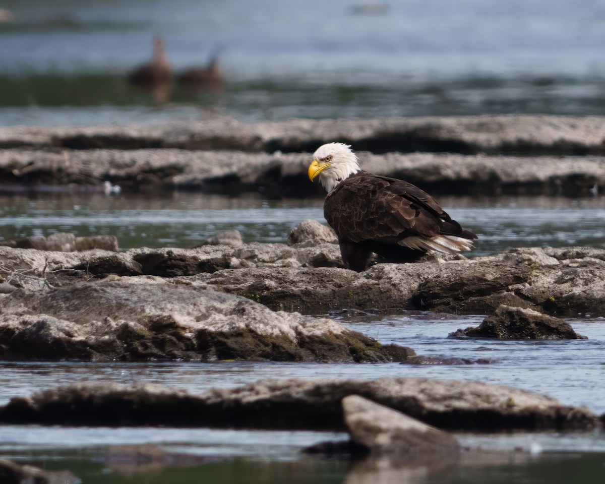 Bald Eagle - ML643221393