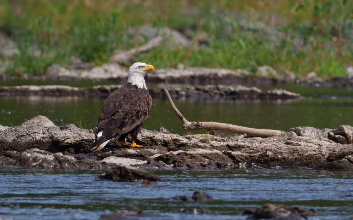 Bald Eagle - ML643221394