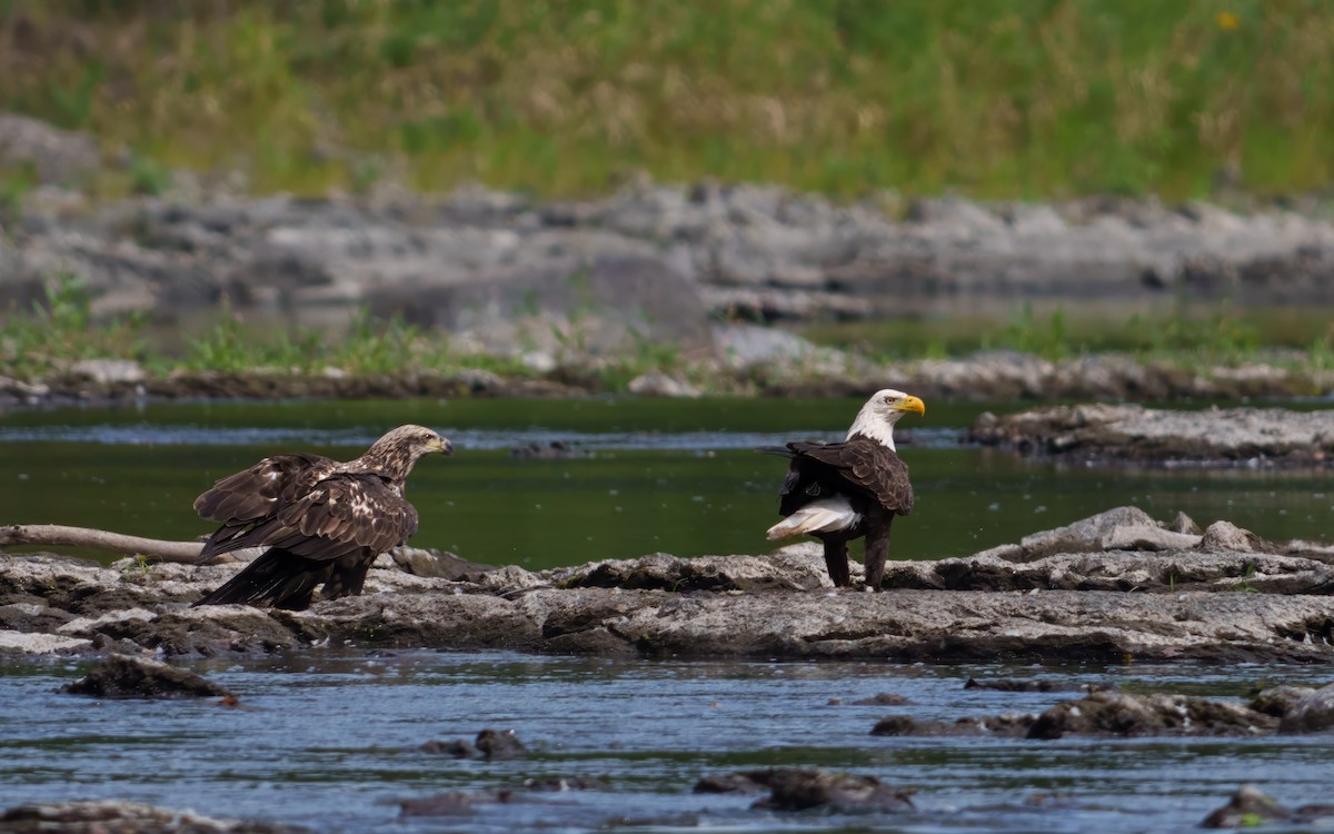 Bald Eagle - ML643221396
