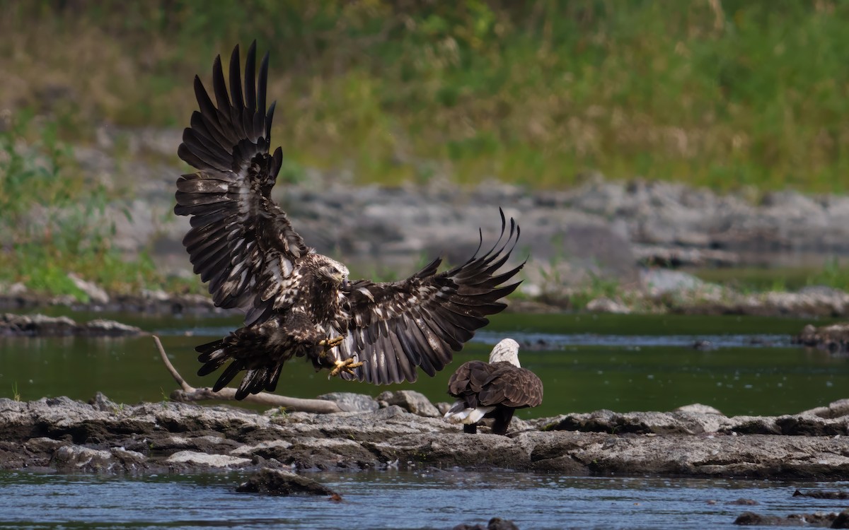 Bald Eagle - ML643221397