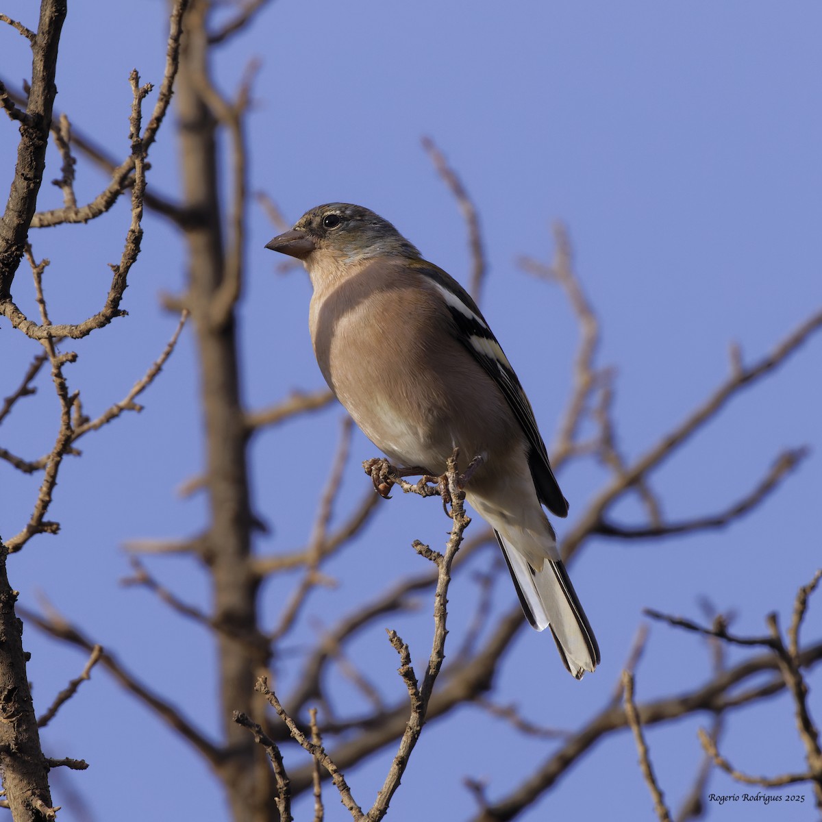 African Chaffinch (African) - ML643221402