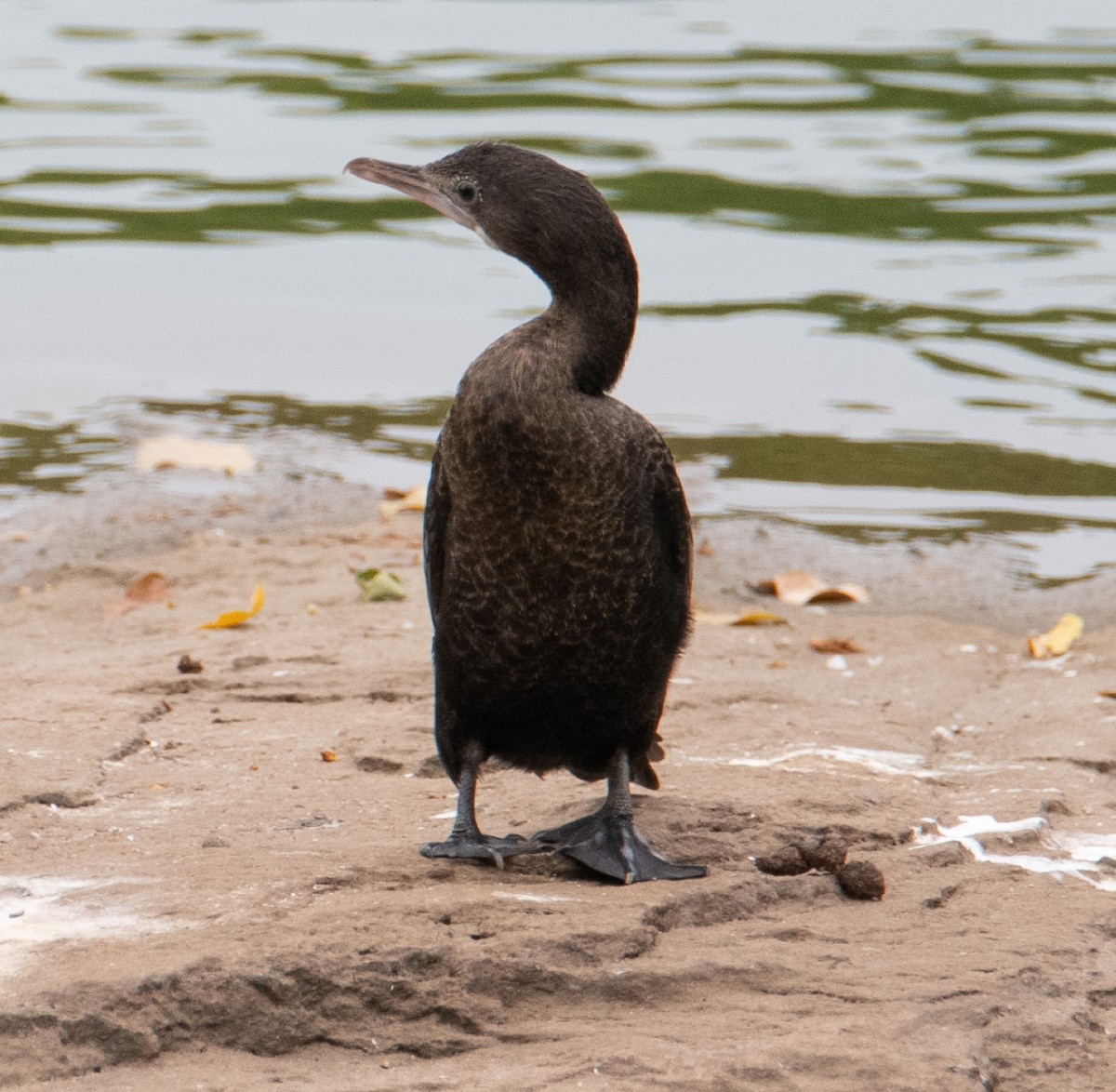 Indian Cormorant - ML643221403