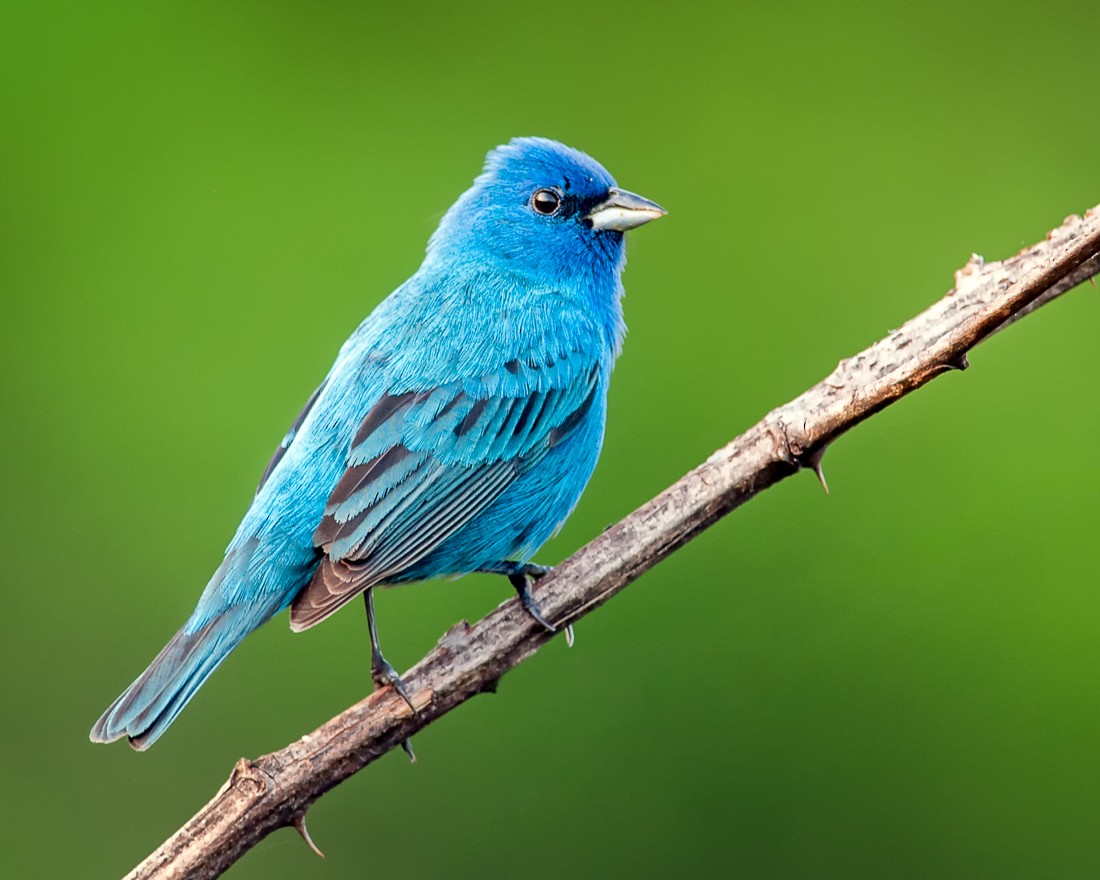 Indigo Bunting - mark kraus