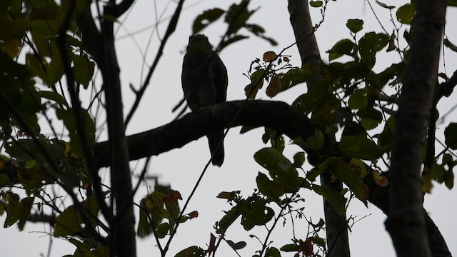 Shikra - ML643221434