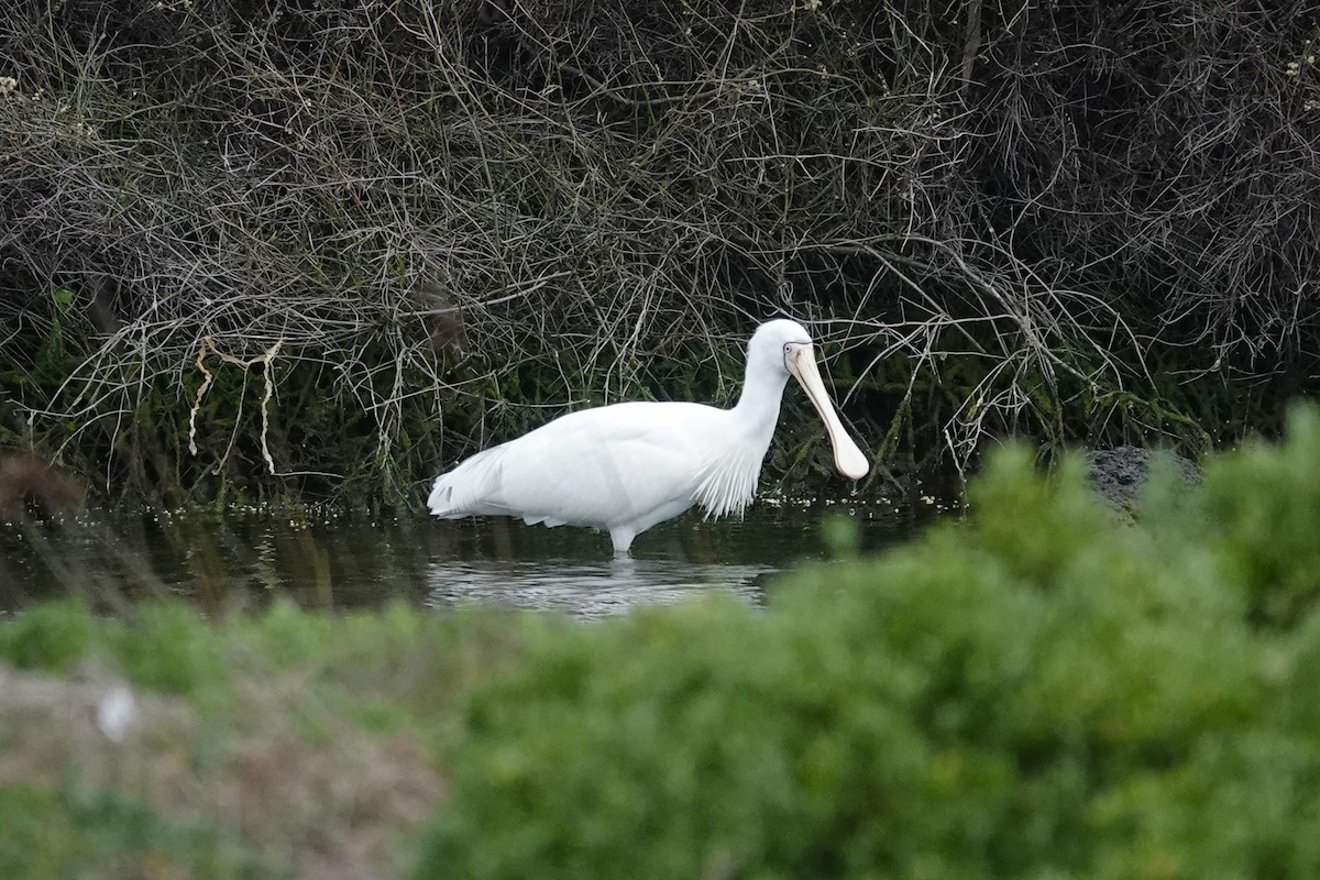 gulnebbskjestork - ML643221442