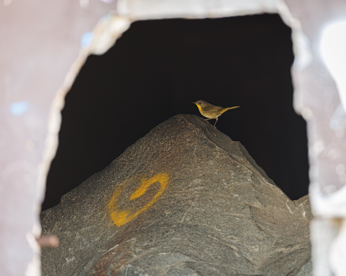 Common Yellowthroat - ML643221449