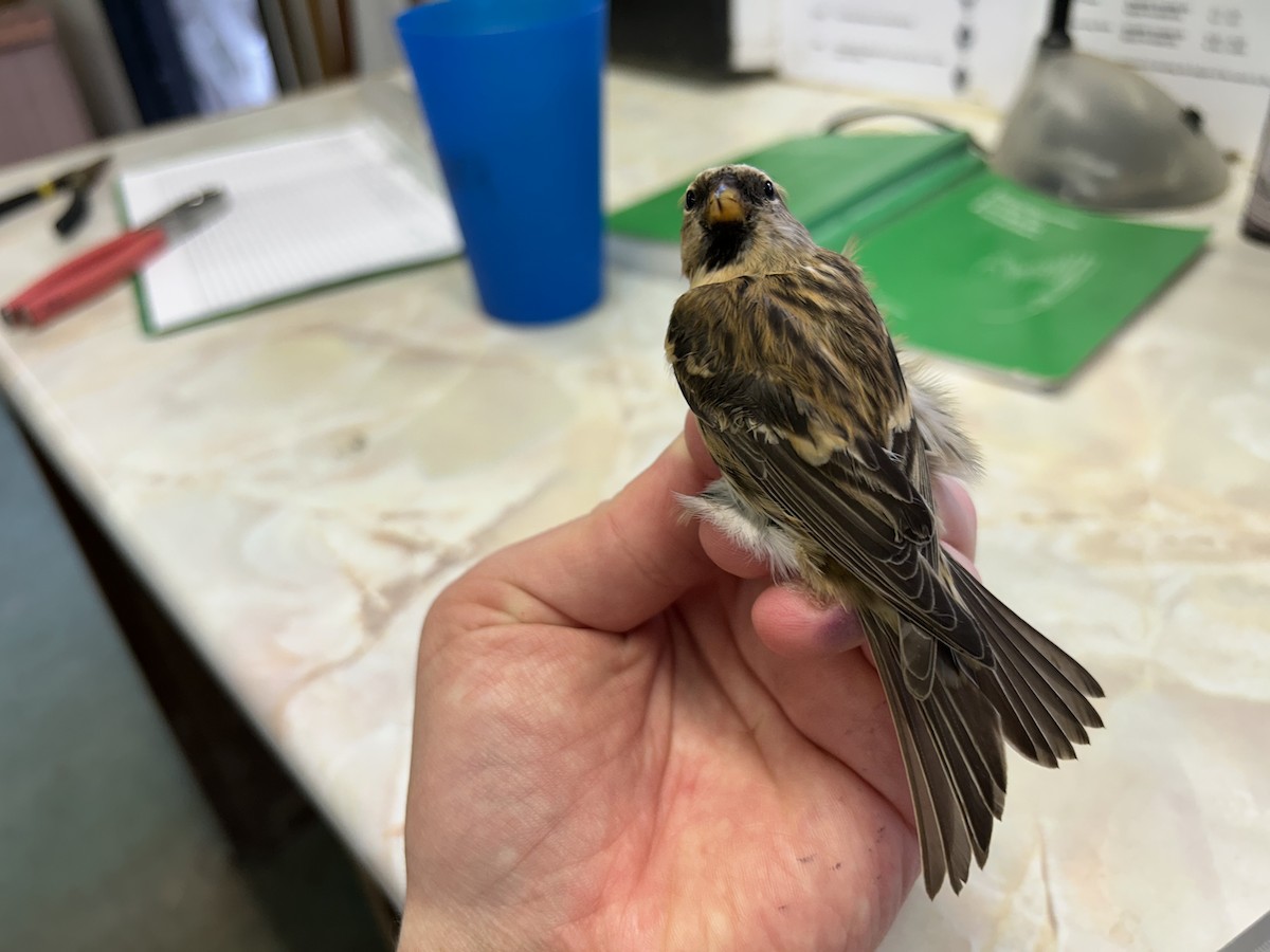 Redpoll (Lesser) - ML643221450