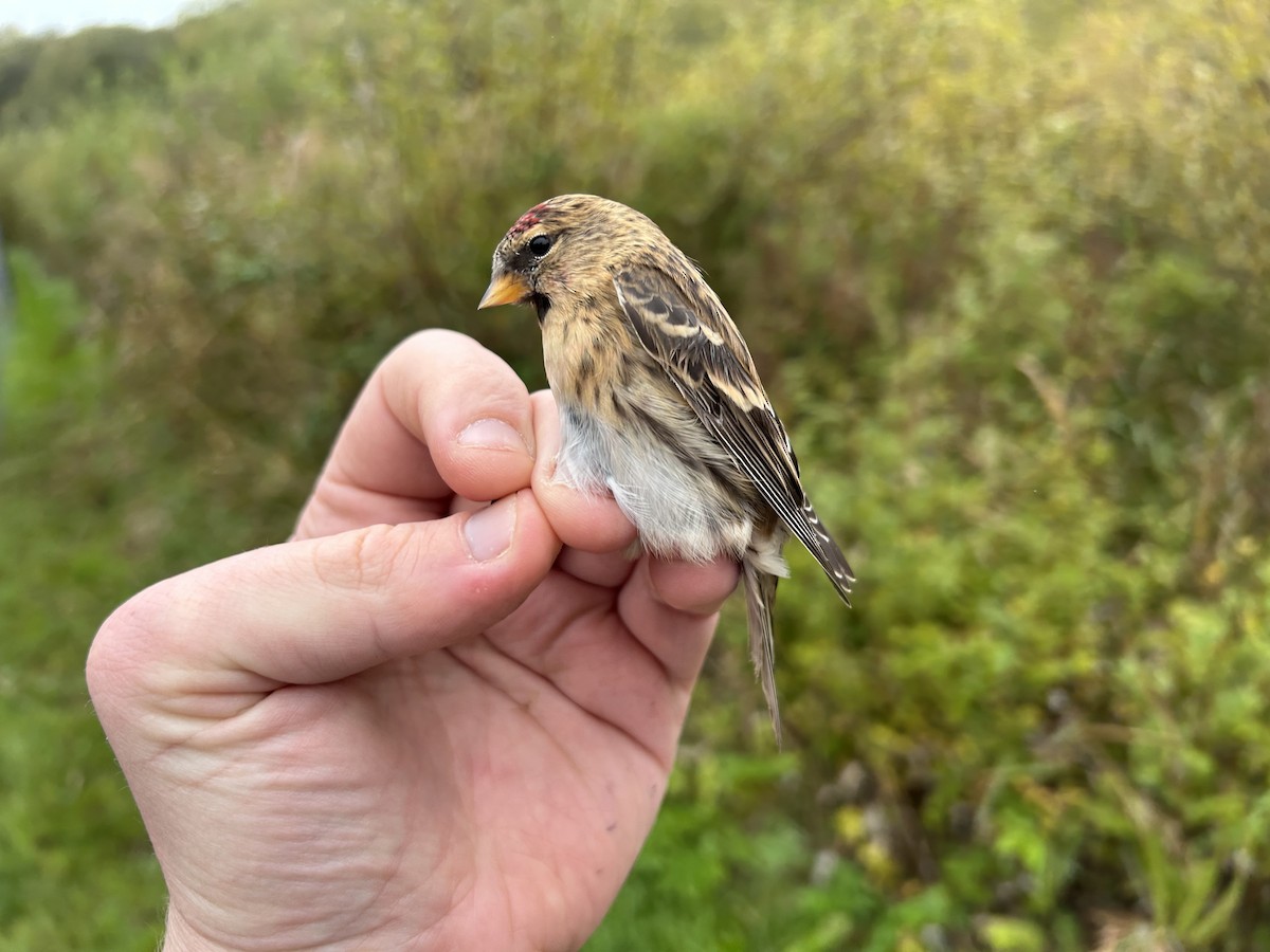 Redpoll (Lesser) - ML643221451
