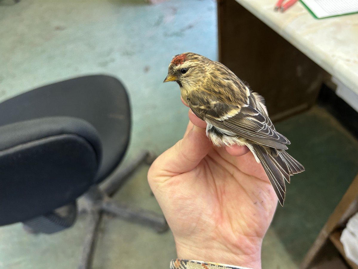 Redpoll (Lesser) - ML643221452
