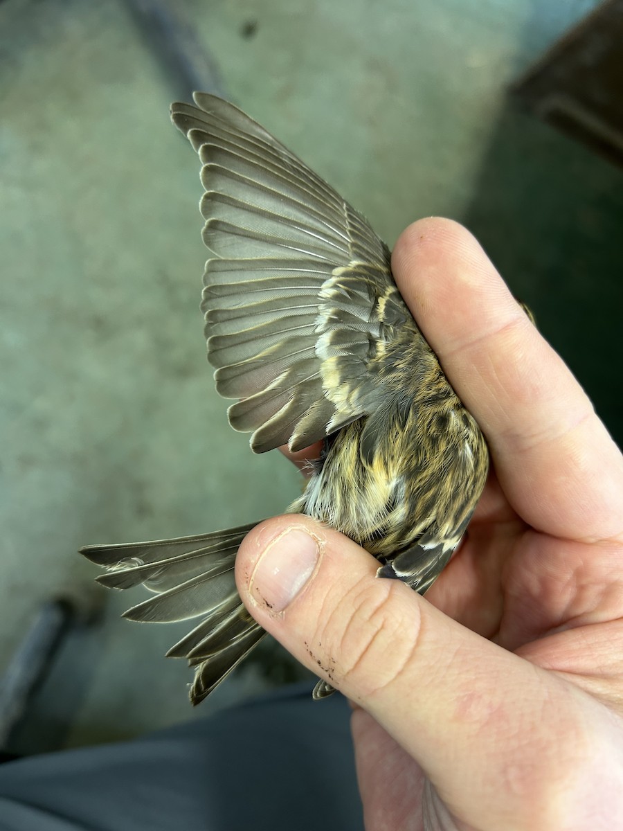 Redpoll (Lesser) - ML643221453