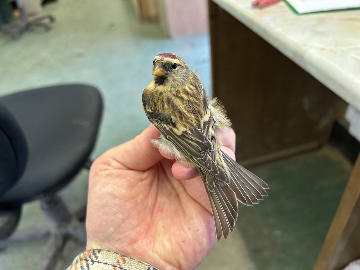 Redpoll (Lesser) - ML643221454