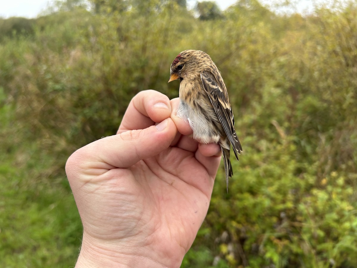 Redpoll (Lesser) - ML643221455