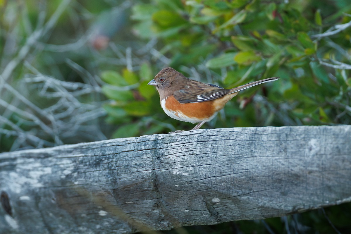Eastern Towhee - ML643221457