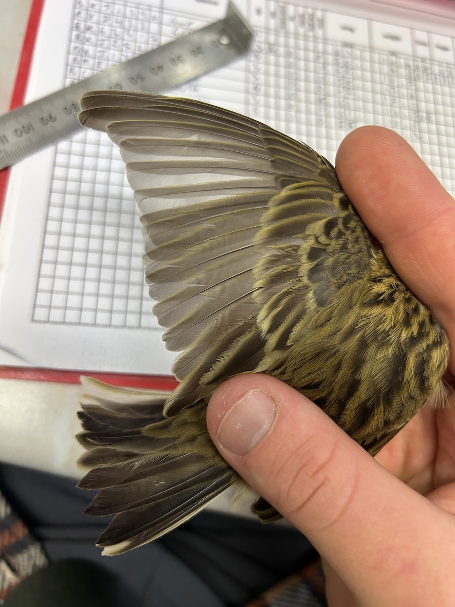 Meadow Pipit - ML643221463