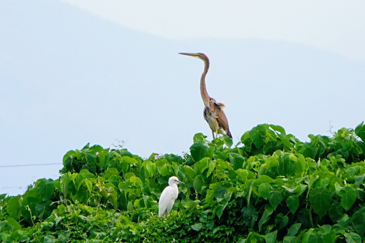 Purple Heron - ML643221464
