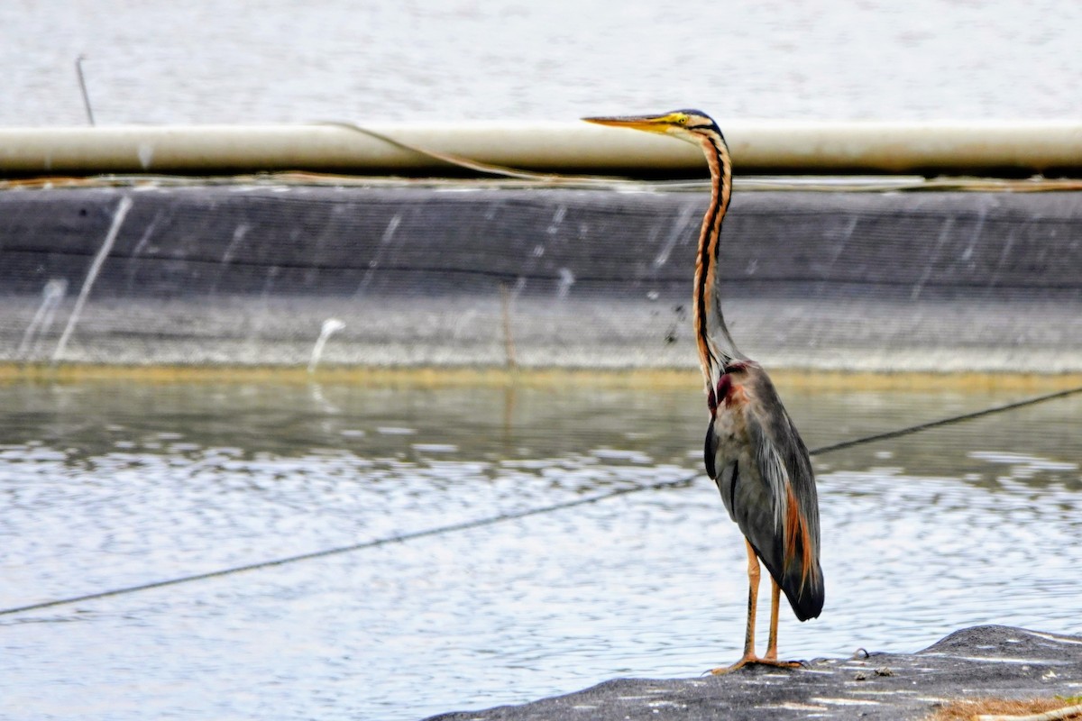 Purple Heron - ML643221465