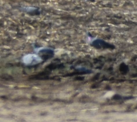 Rock Pigeon (Wild type) - ML643221466