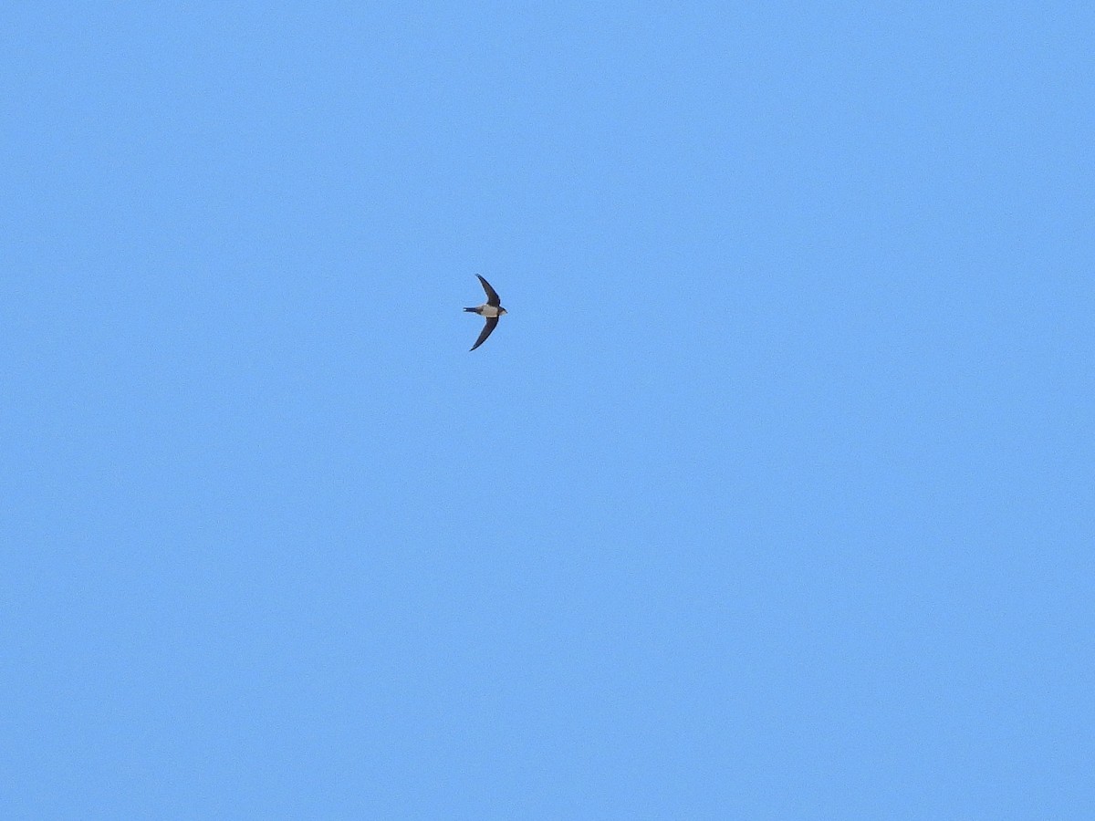 Alpine Swift - ML643221468