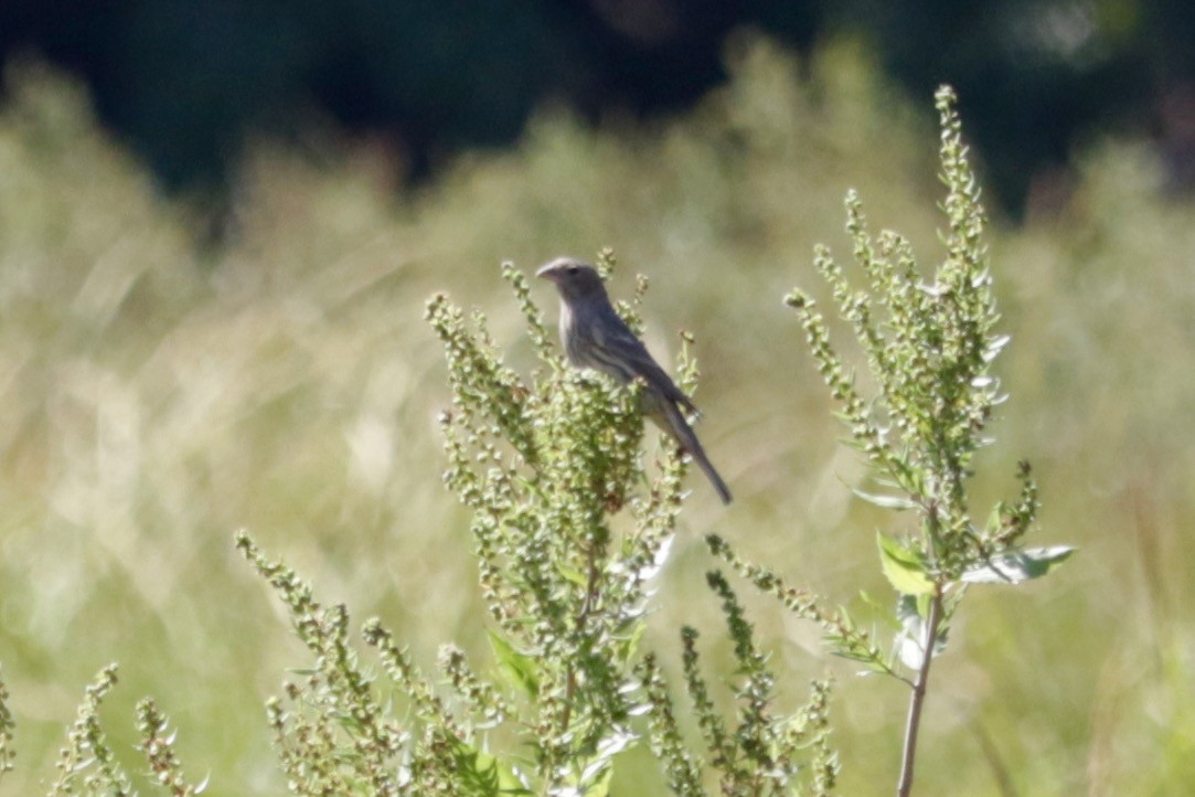 bird sp. - ML643221469