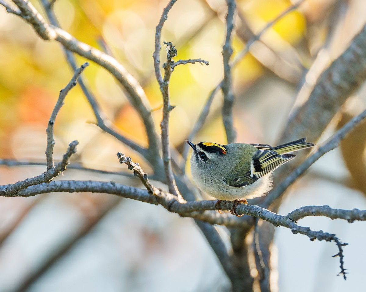 Golden-crowned Kinglet - ML643221470