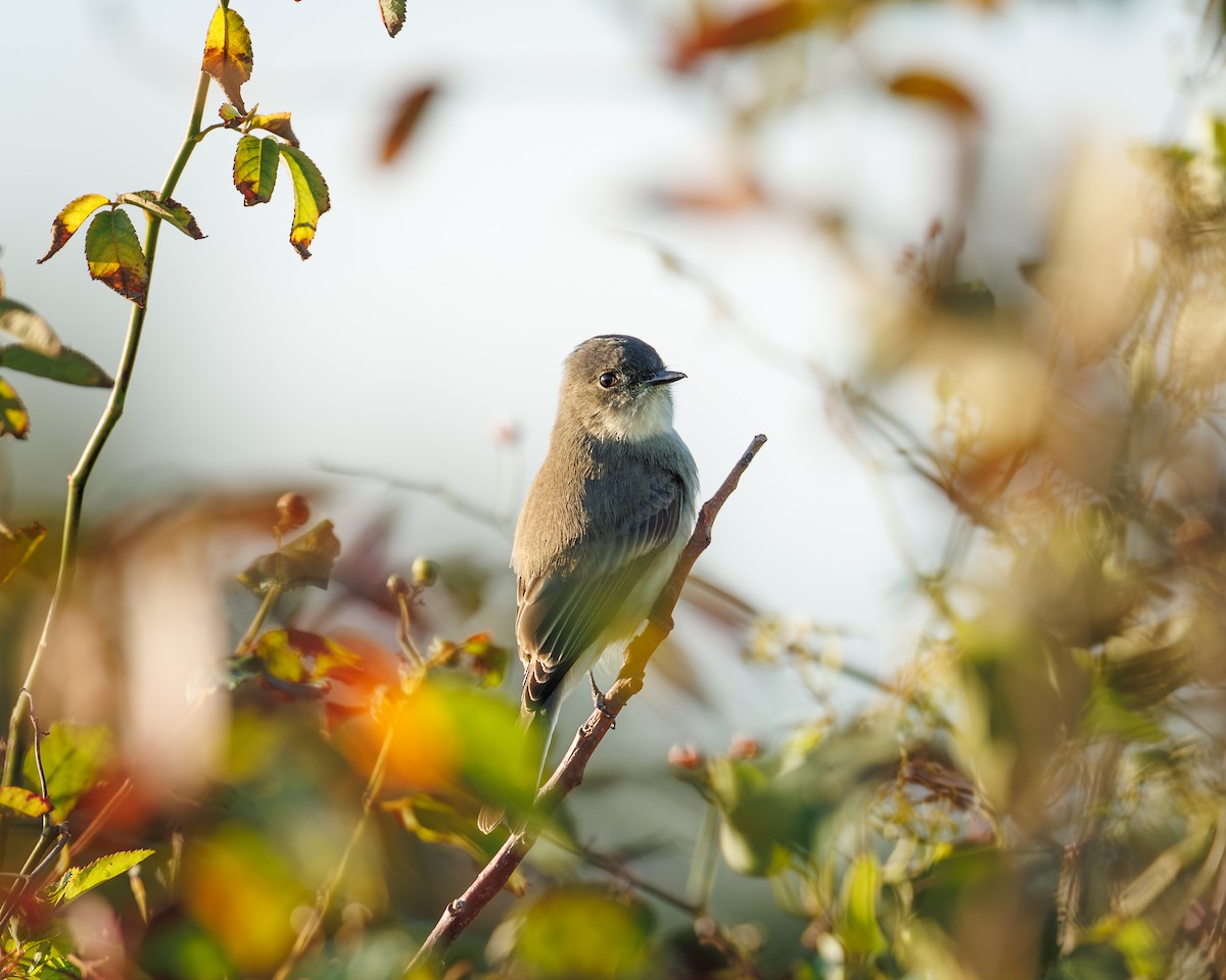 Eastern Phoebe - ML643221472