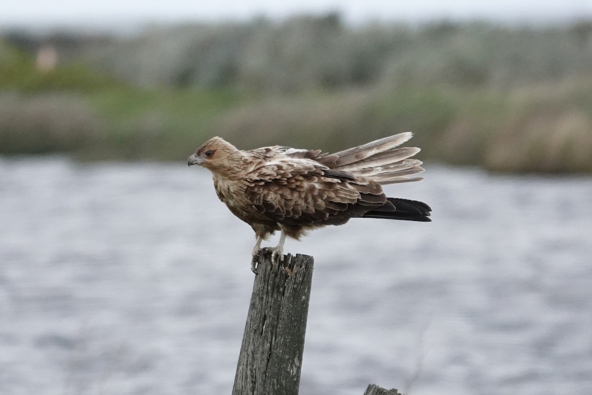 Whistling Kite - ML643221481