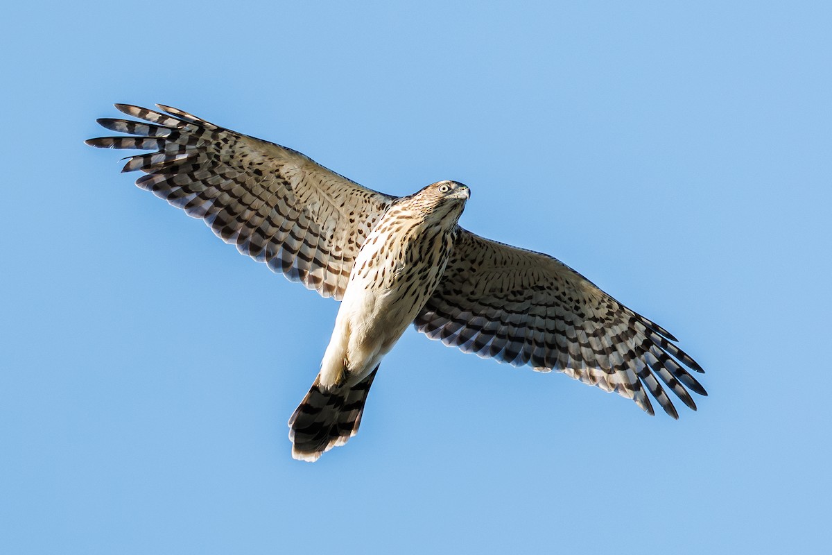 Cooper's Hawk - ML643221483