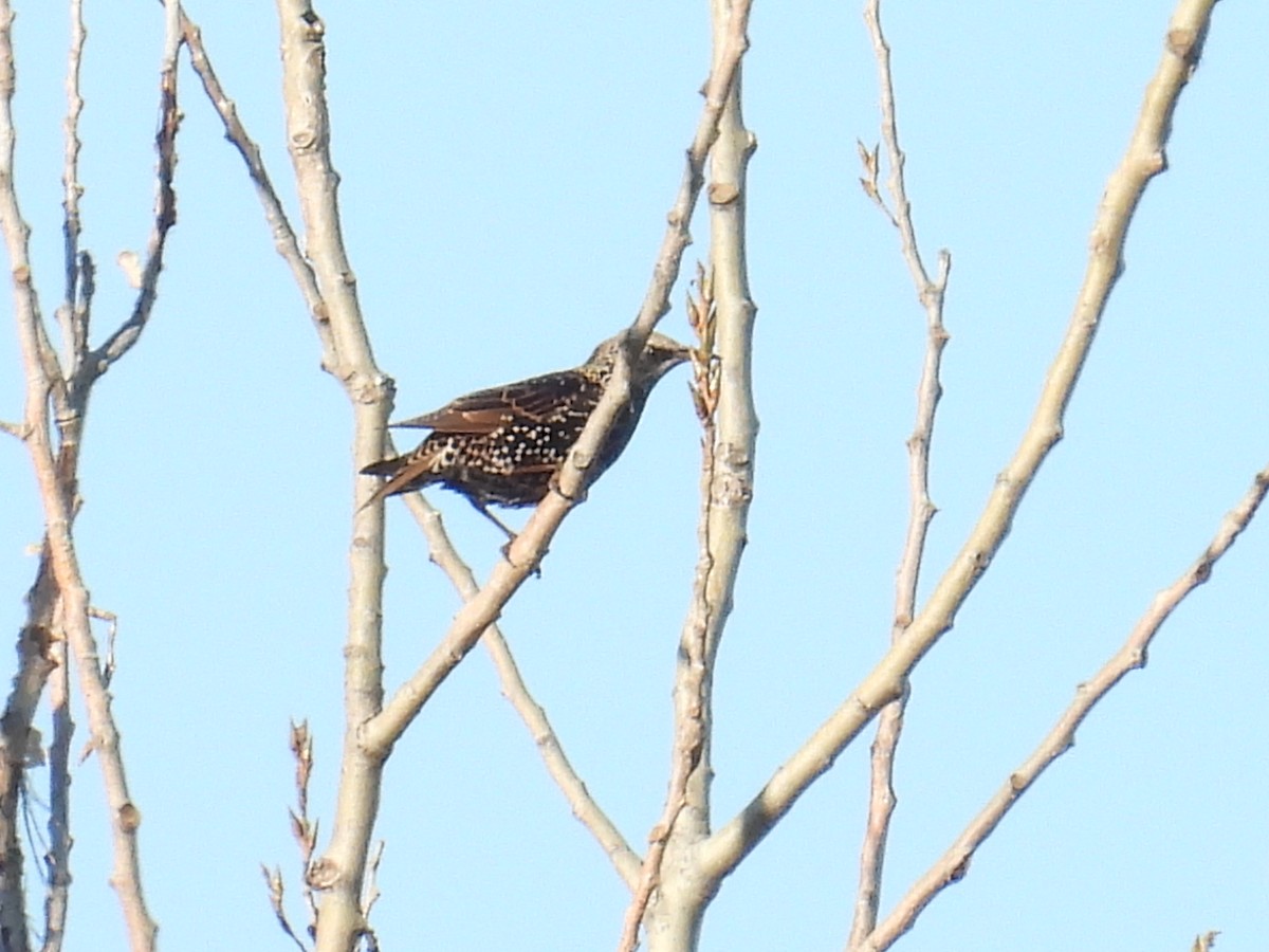 European Starling - ML643221484