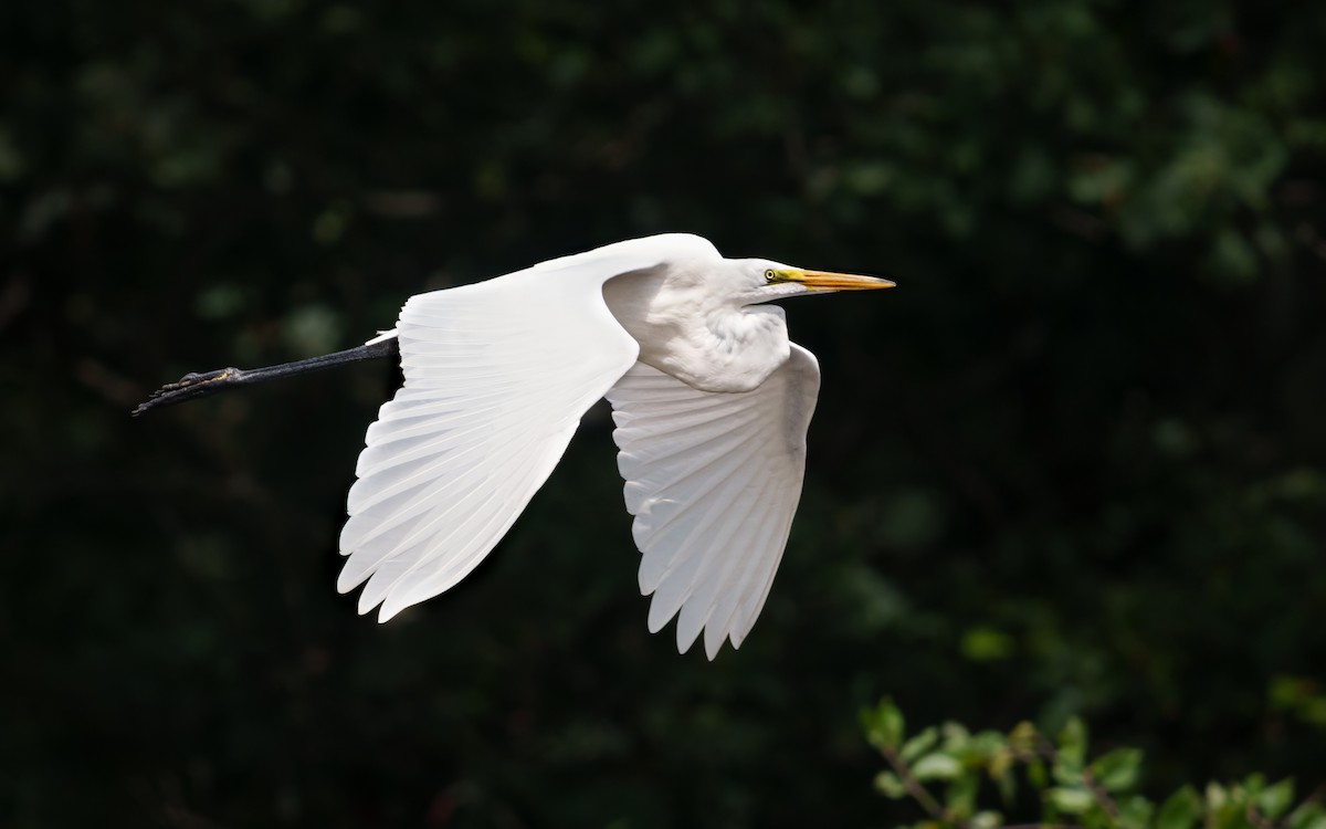 Great Egret - ML643221486