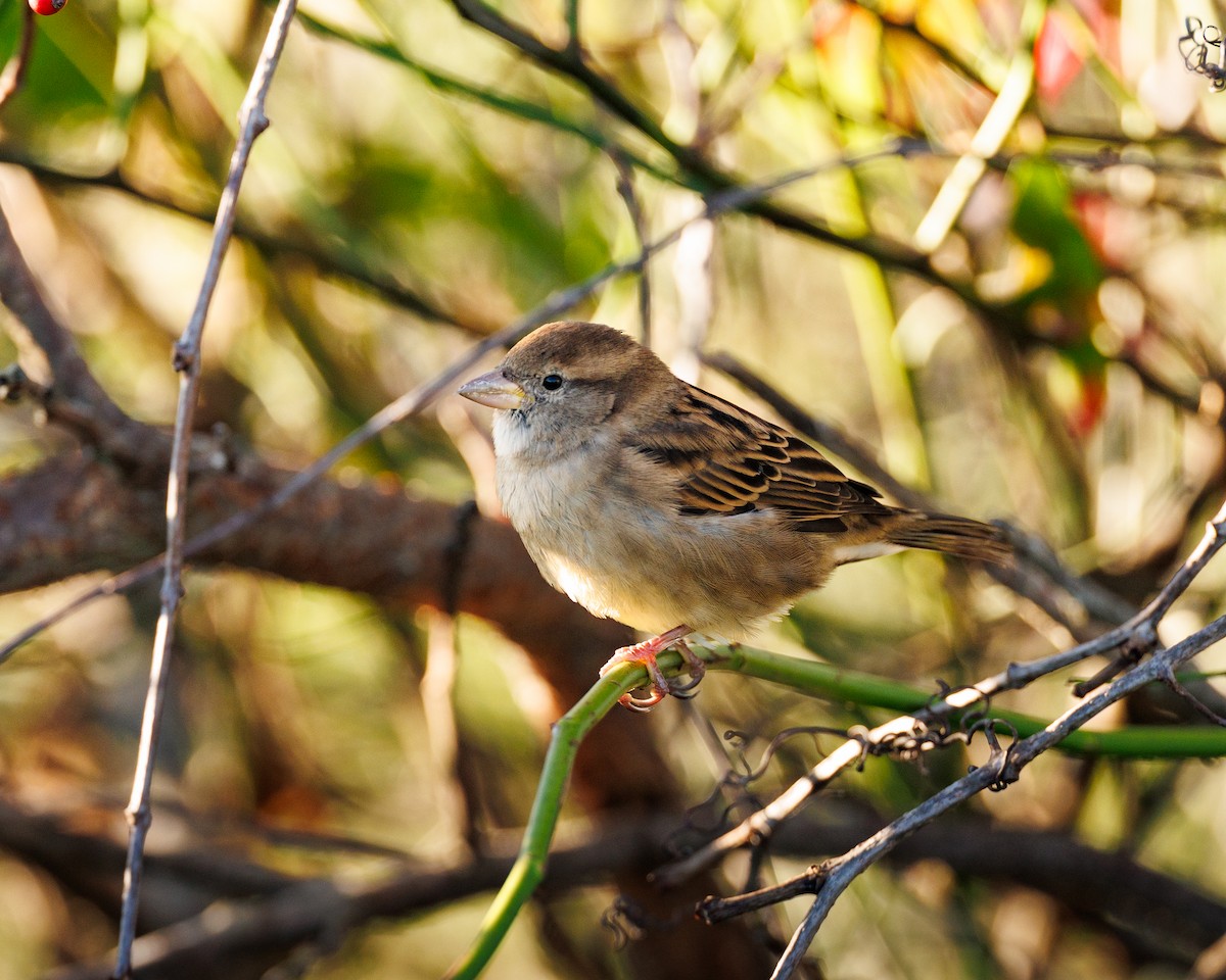 House Sparrow - ML643221487