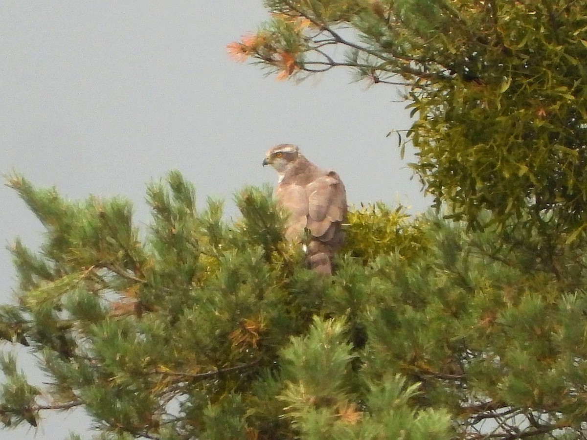 Eurasian Goshawk - ML643221488