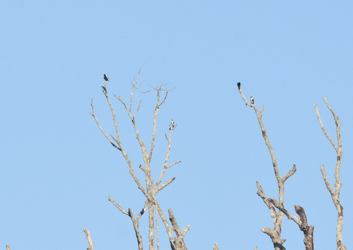 White-fronted Falconet - ML643221490