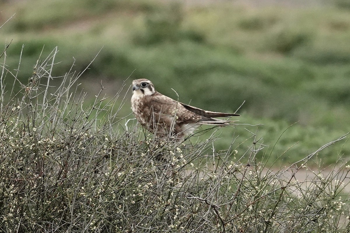 Brown Falcon - ML643221491