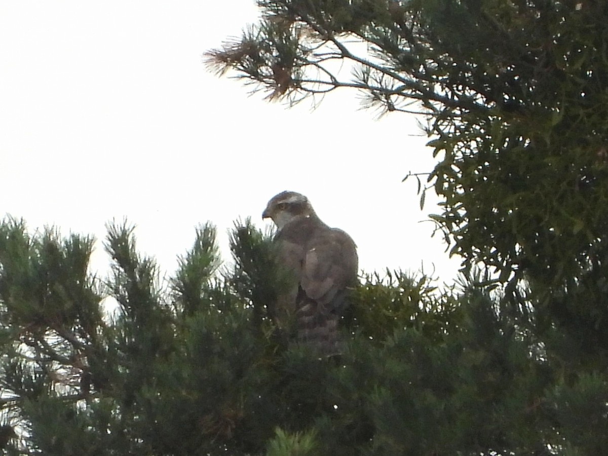 Eurasian Goshawk - ML643221492