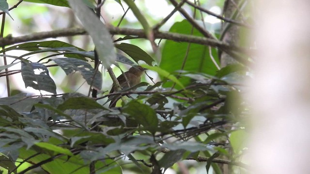 White-flanked Antwren (White-flanked) - ML643221528