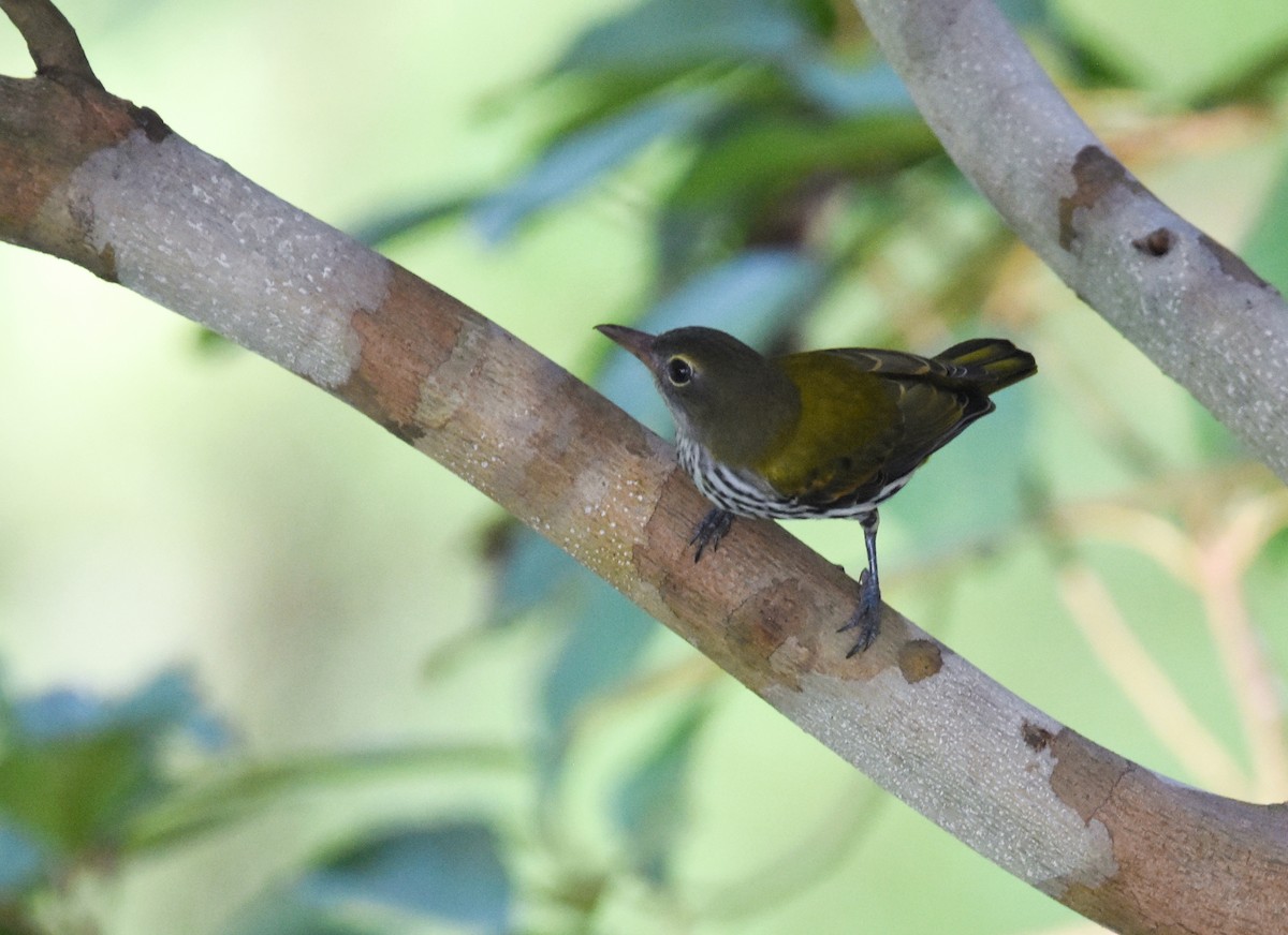 Ventriloquial Oriole - ML643221539