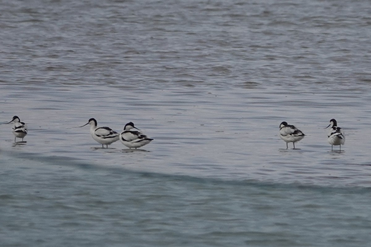 Avocetta - ML643221549