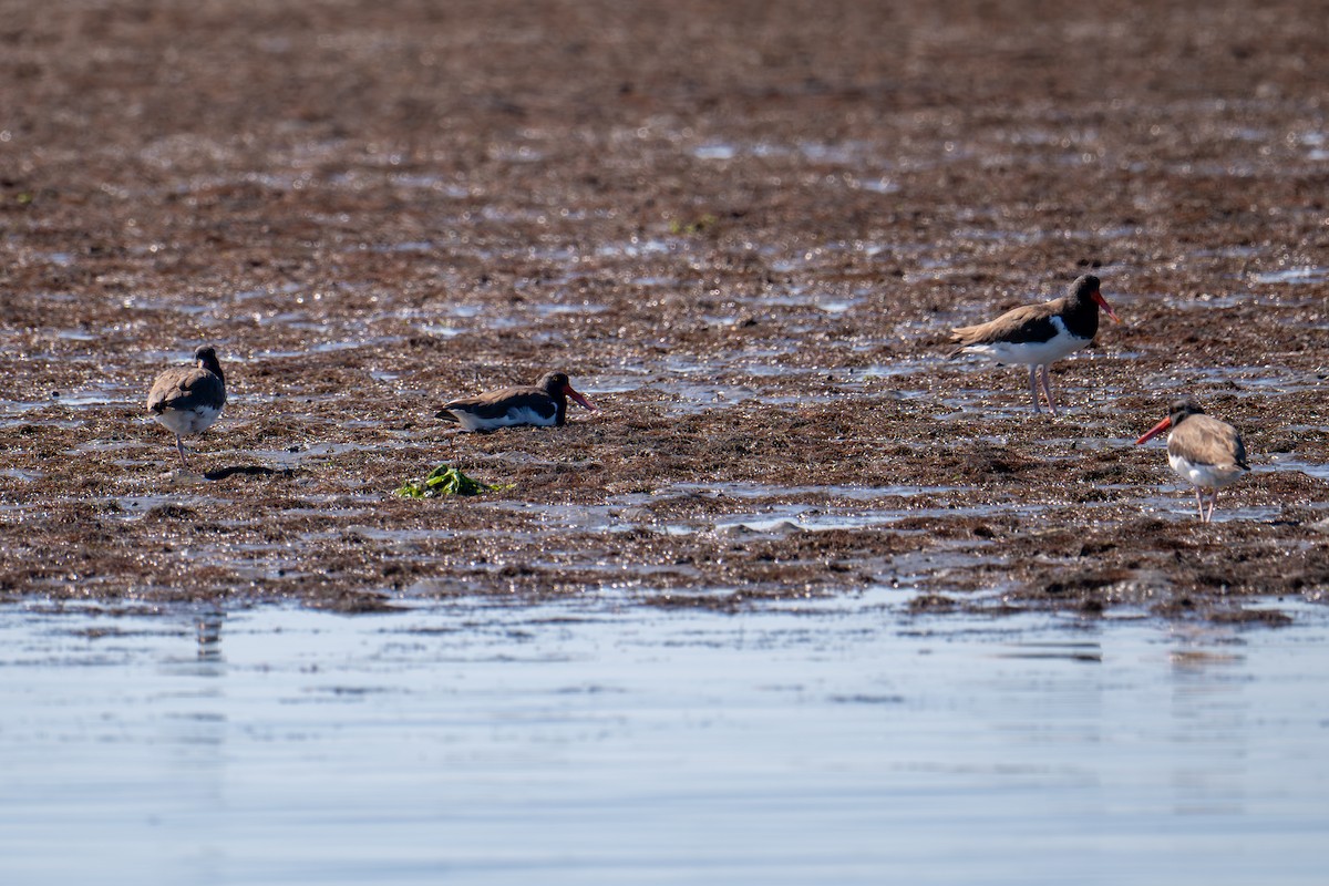 American Oystercatcher - ML643221562