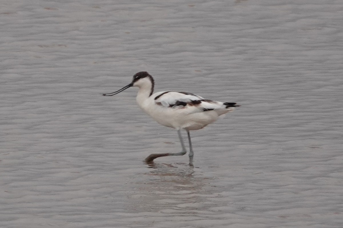 Avocetta - ML643221590